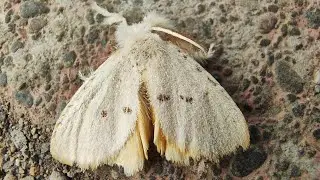 Euproctis citrina 