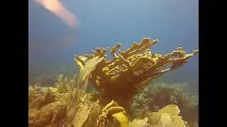 Sunlit Coral Dreams