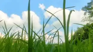Just hear the amazing atmosphere of the rice fields in the countryside 