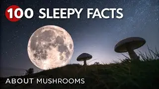 The Most Relaxing Facts About Mushrooms to Fall Asleep To - SLEEPY FACTS UNIVERSE