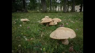 Boletus reticulatus. Summer cep. Finluden stensopp. Белый гриб сетчатый.