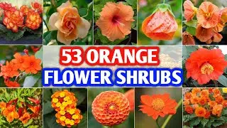 53 Orange Flowering Shrubs | Orange Flowering Bushes | Orange Shrubs for garden | Plant and Planting