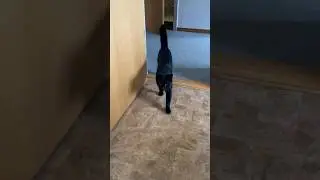 Shouting black cat enters via the basement on a rainy day