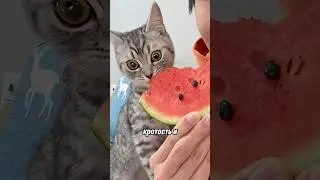 Не делайте этого, когда глаза вашей кошки внезапно становятся большими 😱