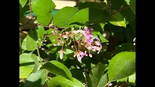 My Starfruit plant fruiting in Autumn (Melbourne)