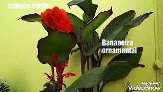 20 #PLANTAS QUE GOSTAM DE SOL PLENO #JARDIM#JARDINAGEM#JARDINERIA