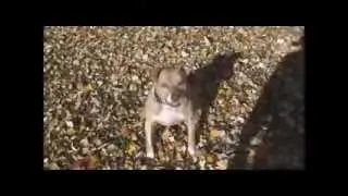 Delayed raking to play with my dog