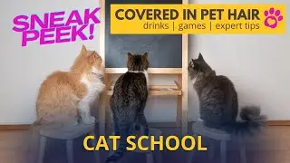 Sneak Peek: What if we put cats in a school setting? Cat School with Julie Posluns