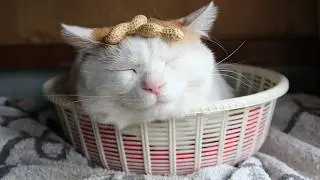 こたつのねこたちLIVE配信　　2026年2月20日