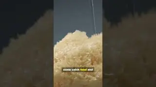 Губки &mdash; это животные! Брита океана