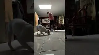First time obedience with toy