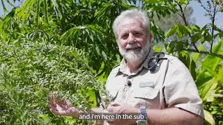 John, 𝘓𝘺𝘤𝘪𝘶𝘮 𝘤𝘩𝘪𝘯𝘦𝘯𝘴𝘦, goji berry