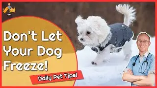 Keep Your Dog Warm this Winter (and paws healthy) - Daily Pet Tips