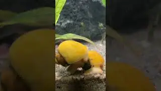 Apple snails romance breeding time #fishlover #snails #snail #applesnail #plantedtank #aquarium