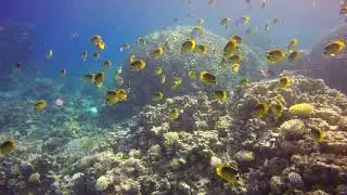 Striped butterfly fish