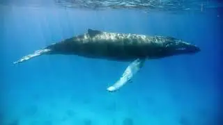 Curious juvenile Humpback Whale