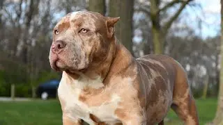 American Bully.. BullyTalk with TK and Queen City bullies
