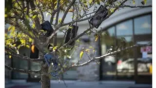 Amazon Flex drivers hiding phones in trees for Instant Offers
