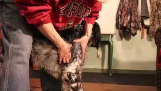 Treating a dog's shoulder injury