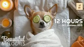 Relaxing Music 🎶 Beautiful Spa Melodies for Dogs & Humans | Deep Relaxation & Stress Relief