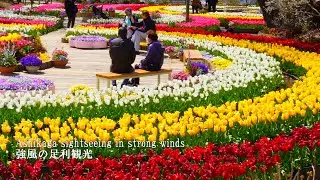 Тюльпаны в полном цвету! Осмотр достопримечательностей Асикаги при сильном ветре