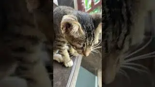 #cat #anmals #birds #kitten #cutedogs #cute #cow #cuteanimal #kitty #monkey #grasshopper #foryou #fy