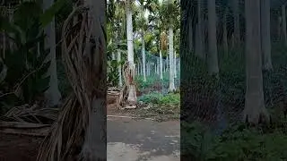 Organic farming || Pure country chiken farming