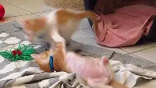 Two Kittens Fighting, Wrestling & Biting - 4 Weeks Old