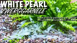 Die White Pearl Zwerggarnele - Neocaridina palmata var. white