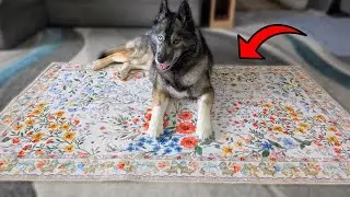 This Vintage Style Floral Area Rug Will Brighten ANY Room!