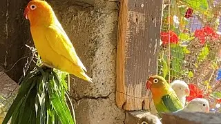 Adorable Lovebirds Moments ❤️ | Cutest Bird Video You&rsquo;ll See Today!