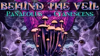 За завесой &mdash; Panaeolus Cyanescens ОТЧЕТ О ПОЕЗДКЕ