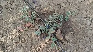 Drip irrigation system se tarbooj ki kheti || watermelon farming with drip irrigation system