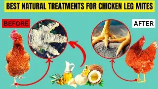 4 BEST  NATURAL TREATMENTS FOR SCALY LEG MITES IN CHICKEN | ELIMINATE PAIN & SUFFERING EASILY