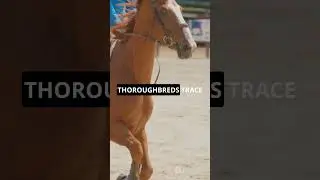 5 Mind Blowing Facts About Thoroughbred Horses! 🐎🏆#horse #thoroughbredhorse
