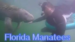 Swimming With Manatees - Crystal River & Ginnie Springs - MyAdventureHat
