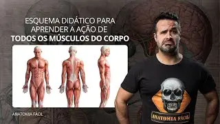AO VIVO: Esquema did&aacute;tico para aprender a a&ccedil;&atilde;o de TODOS os m&uacute;sculos do corpo - #anatomiafacil