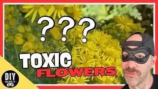 🔥 How to Kill Common Ragwort in Your Yard➔ Get Rid of This Deadly Flowering Weed!