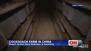 Cockroach farm in China