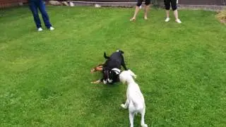Hundeschule 02.07.2016 Chamaal