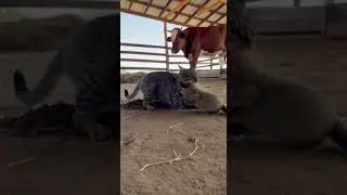 Wrong farm, buddy! Cat vs Groundhog showdown 😼🔥🚨 #nature #wildlife #action