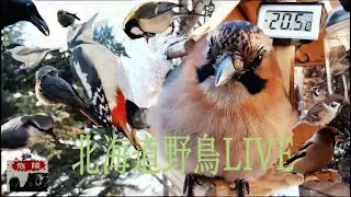 北海道野鳥LIVE　～&lsquo;Hokkaido bird watching LIVE Cam～2025.12.12