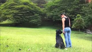 Obediencia Avanzada I - Adriana y Anakin (Labrador Negro)
