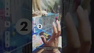 🤍My 3-month-old Sugar Glider started flying&hellip;🤍 #leucistic #sugarglider #pets #petlover #fyp