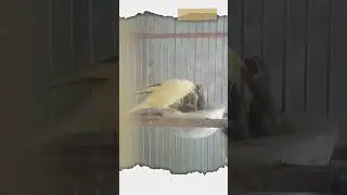 Tips Indukan Kenari Belum Pandai Loloh