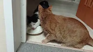 Возбудила их чаем🥴😻😺