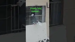 A young bird walking on the edge...