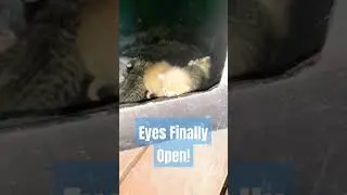 Baby kitten opens his eyes! #cute #cat #catlover #kitten #homestead #cutecat #cats #animals #love