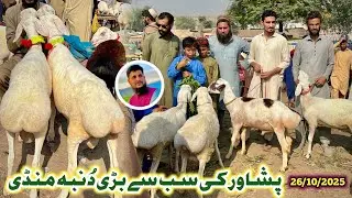 Dumba Mandi Saifan Peshawar New Updates 26/10/2025 | Turkey Balkhi Sheep Zero Size | Izhar Ali Shah