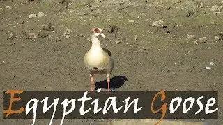 Egyptian Goose (Alopochen aegyptiaca) Bird Call Video On Birding Safari | Stories Of The Kruger
